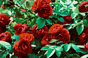 Boulangerie L'Haÿ-les-Roses
